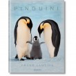 PINGUINI